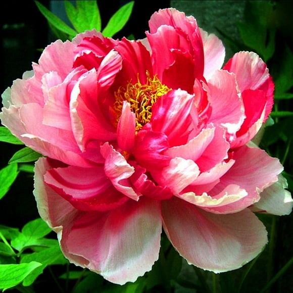 Peony Bulbs, Beautiful Fresh Cut Flowers. Making Them A Versatile,Long-Lasting Choice For Landscaping.Peony Tubers,Peony Plant,Adapt To Various Environments, Peony Plants Live,