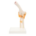 thumbnail image 1 of WORGEOUS 1 PC Codo Modelo conjunta Modelo de esqueleto humano Codo humano Bone Codo de codo Modelo, 1 of 8