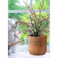 thumbnail image 4 of Medium Mango Wood Cachepot for Flowers & Plants, 6.5" Diameter & 6" Tall, 4 of 6