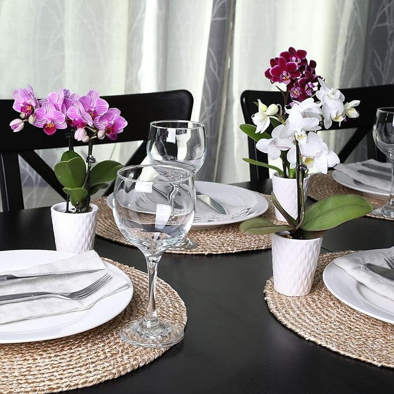 Just Add Ice 20-Pack Mini Assorted Pink Orchids Live Plant Party Favors, 6-10" Height in 2.5" Diamter White Ceramic, House Plant