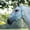 Turquoise, variant on Dura-Tech Draft Horse Nylon Halter | Custom Fit for Draft Horses | Turquoise