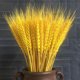 thumbnail image 1 of 100 flores artificiales, plantas artificiales, racimos de tallos de trigo seco, trigo real para suministros de corona, bricolaje, hogar, mesa, boda, decoración de Navidad (amarillo) oso de fresa  Juguete, 1 of 3