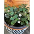 thumbnail image 3 of Codonanthe Devosiana Paula, 6" Plant, The Plant Farm, 3 of 5