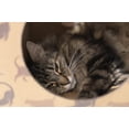 thumbnail image 3 of Cat lounge y casa para gato de cartón - 2 PACK / Kit de 2 piezas para ti que tienes varios gatos! CARTOGRAPHIC GRANDE, 3 of 4