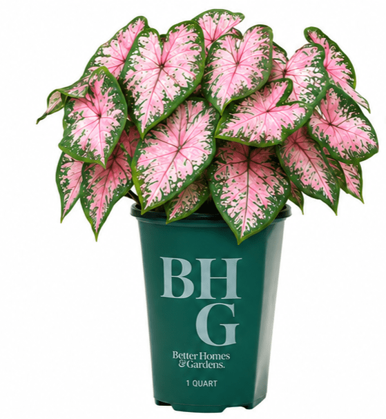 Better Homes & Gardens 1 Quart Caladium Pink Annual Live Plant (4 Count Pack)