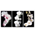 thumbnail image 1 of Cuadros Decorativos Orquídeas Blancas Set 3 piezas Joss Design 40 x 60, 1 of 4