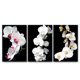 thumbnail image 1 of Cuadros Decorativos Orquídeas Blancas Set 3 piezas Joss Design 40 x 60, 1 of 4