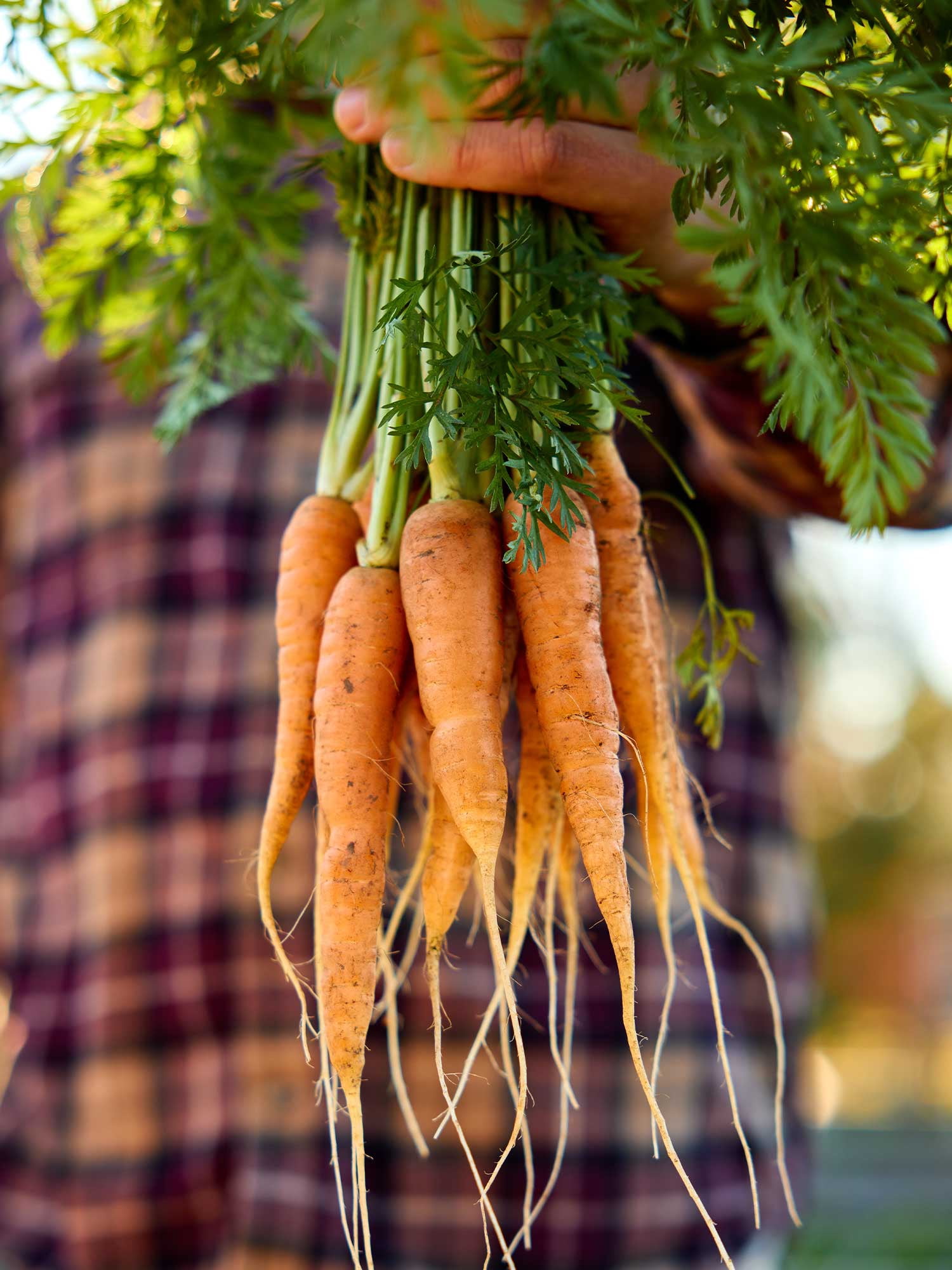 Burpee Touchon Carrot Seed, Annual Vegetable, Full Sun
