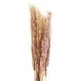 thumbnail image 2 of Mini Natural Brown Pampas Bunch by Ashland, 2 of 2