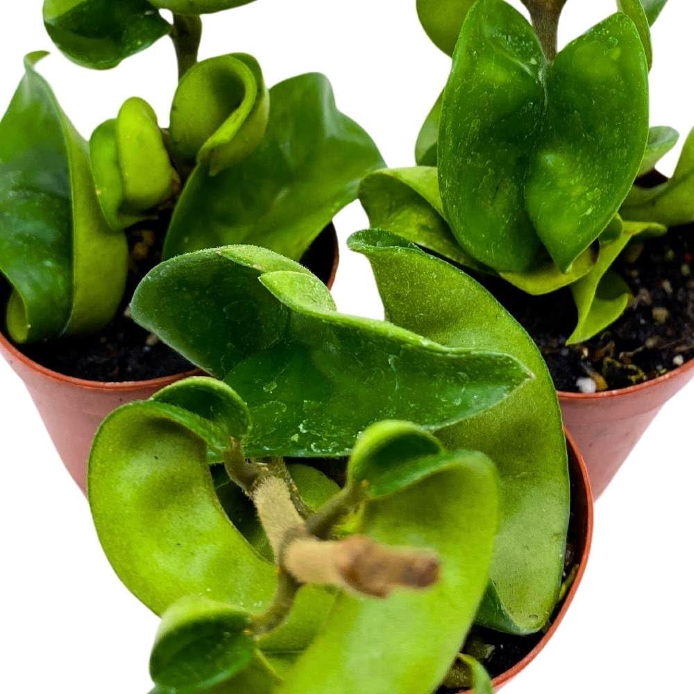 Hoya Green Hindu Rope 2 inch Set of 3 Crinkle Wax Plant Porcelain Flower Tiny Mini Pixie Plants