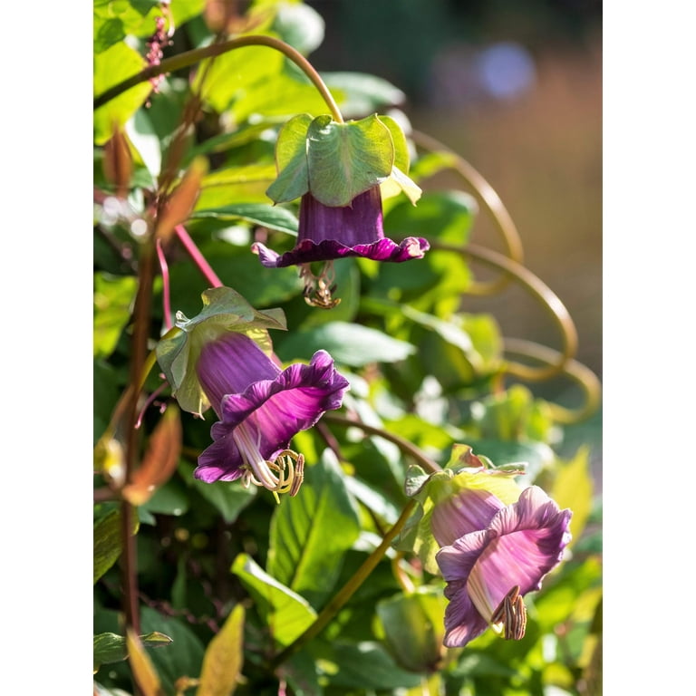 【coba_plants】 Beach Bound™ Mix | Syngenta Flowers
