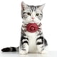 thumbnail image 2 of Pajarita acogedora de la flor del cuello del animal doméstico atractivo para la longitud del perro Rojo m Zulema Collar del gato del perro del animal doméstico, 2 of 8