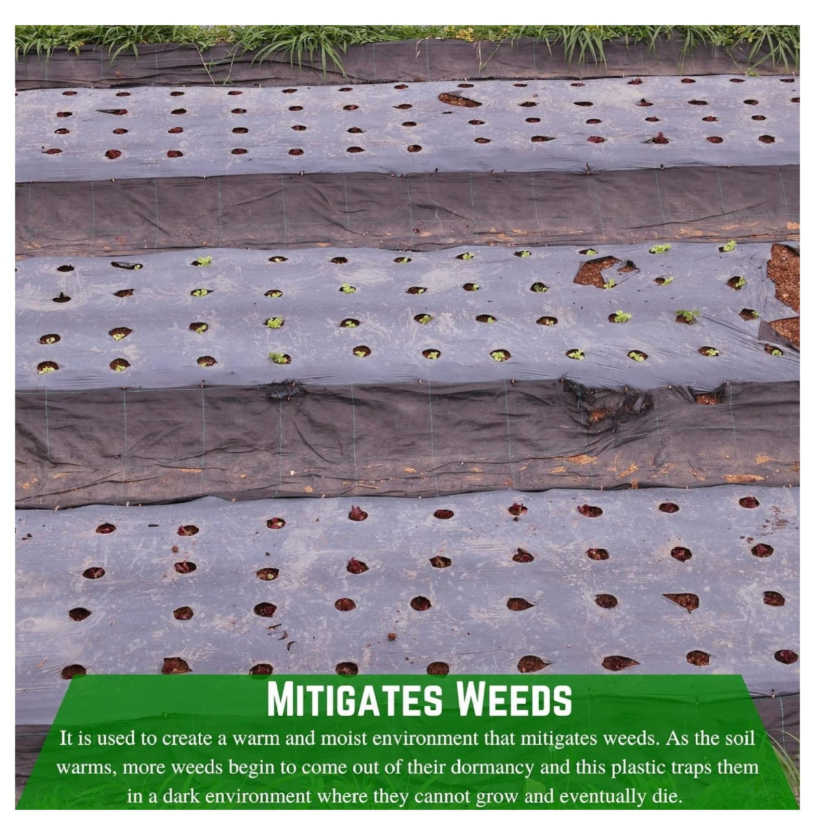 - Weed Control 4 Mil Black Plastic Sheeting - Heavy Duty Weed Barrier Landscape Fabric for Outdoor Gardens, Non Woven Weed Blocker Fabric, Weed Control (3' x 100')