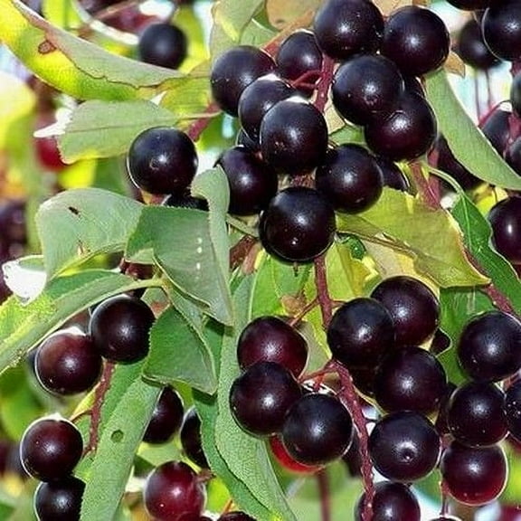 Under the Sun Seeds 25  Chokecherry Tree Plant Seeds, Wildlife Friendly