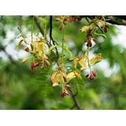 SEED Pack -- 10 SEEDS- Tamarind Tree - orchid like flowers-See Description-   -Tamarindus indica - Serendipity Seeds