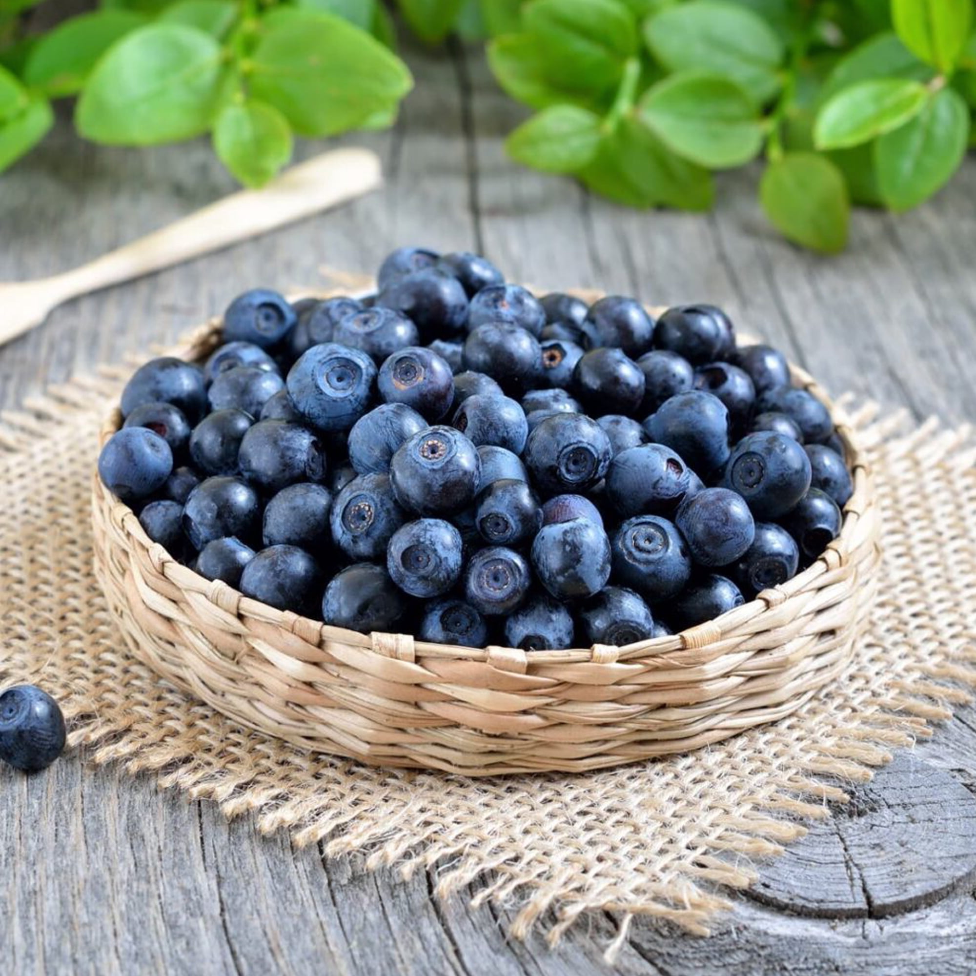 Expert Gardener Blueberry O'Neal Live Shrub (2.25 Gallon)