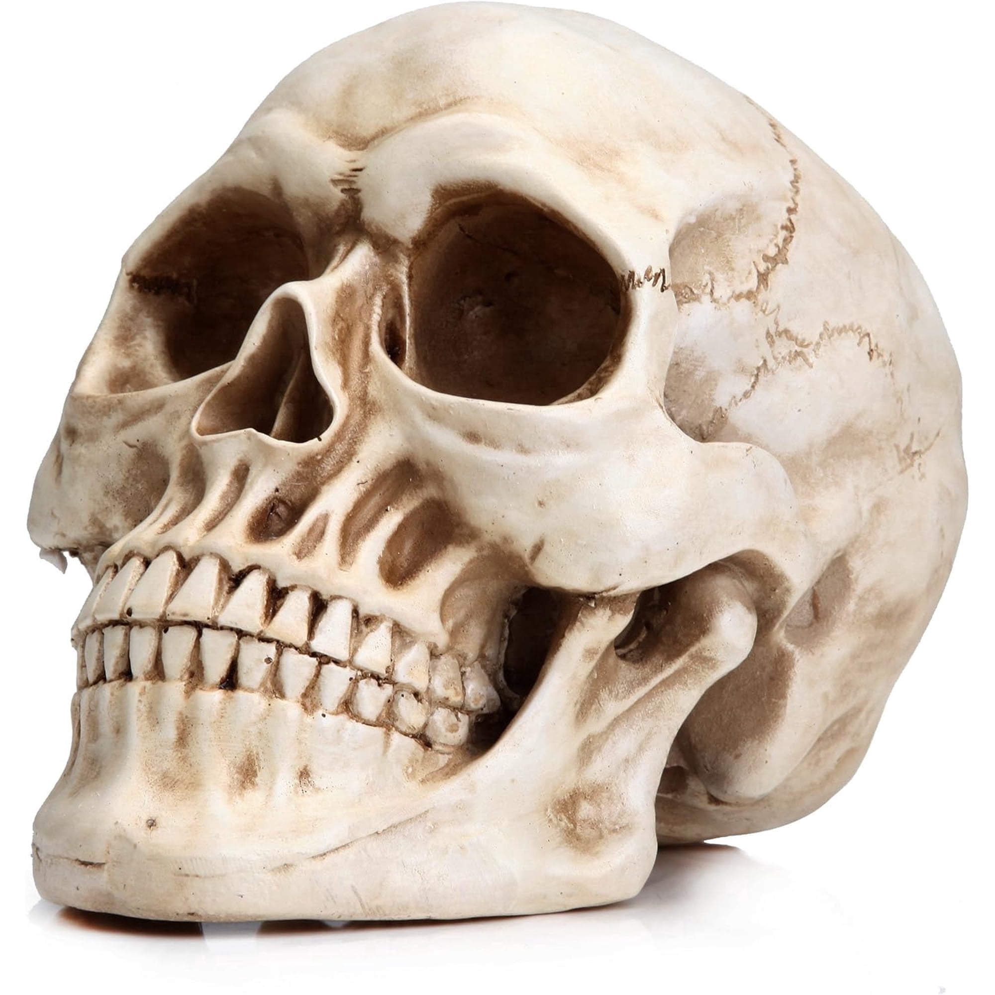 TETOU Life Size Human Skull Model, 1:1 Artificial Realistic Human Adult Skull Head Bone Model for Hallowe'en Party Indoor Outdoor Decoration