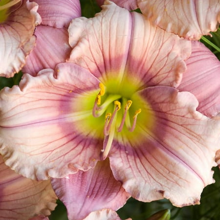 Stephanie Returns Re-Blooming Daylily Flower Bulbs - Blooms All Summer - Attracts Butterflies and Hummingbirds - Perennializing