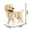 B Retriever in bag, variant on KNEW BUILT Dog Model Mini Building Block Toys Set for Kid Boy Girls Adult Beginner Teddy Hughes Corgi Collie Pet Style Bricks