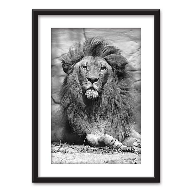Wall26 Framed Wall Art Male Lion In Black White Black Picture Frames White Matting 23x31 Inches Walmart Com
