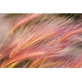 thumbnail image 2 of Majchrowicz, Alan 14x11 Gold Ornate Wood Framed with Double Matting Museum Art Print Titled - Foxtail Barley III, 2 of 4