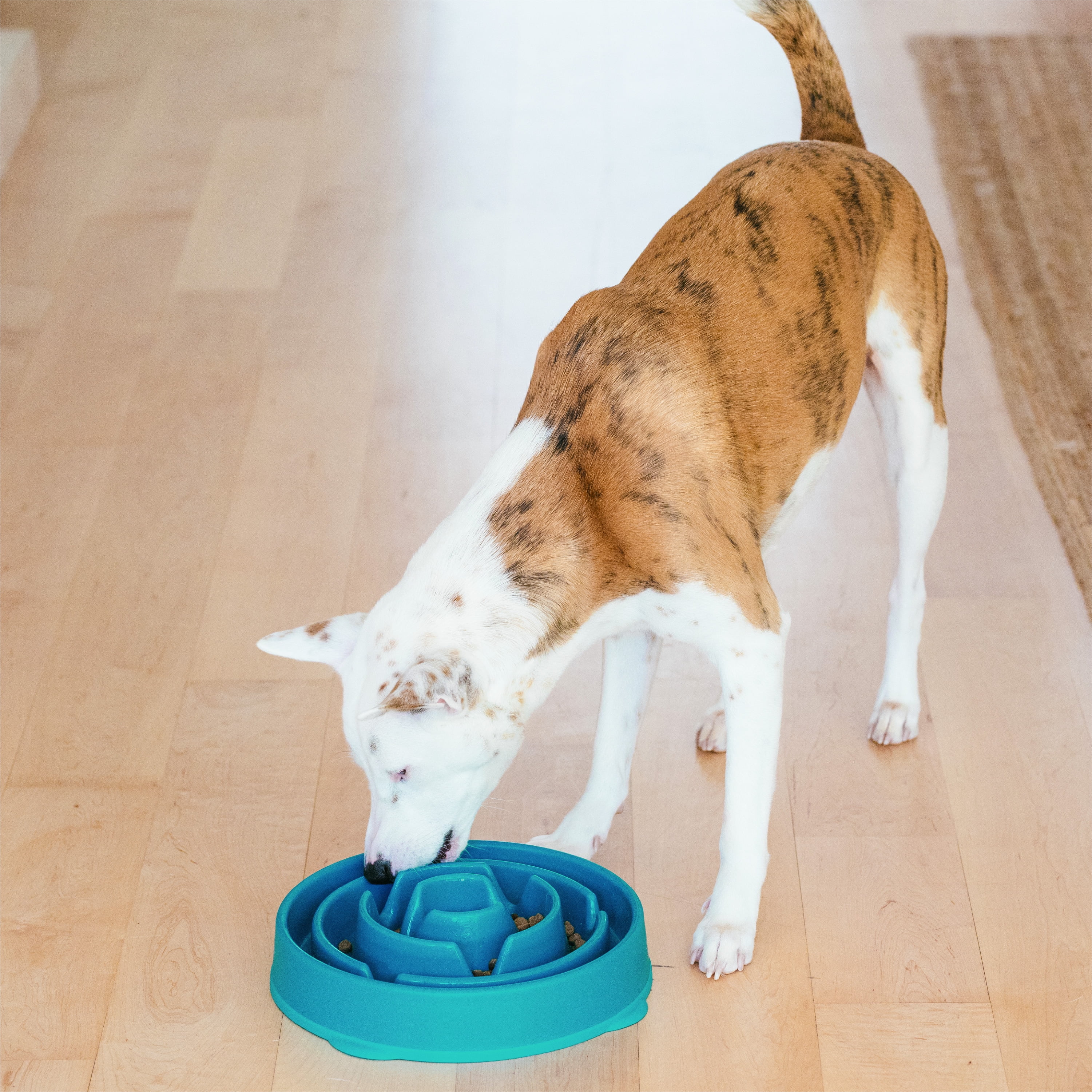 (2 pack) Outward Hound Fun Feeder Slo Bowl – Large 4‑Cup Capacity, Slow Feeding, Medium to Large Dogs, Non‑Slip, Turquoise, Drop Pattern