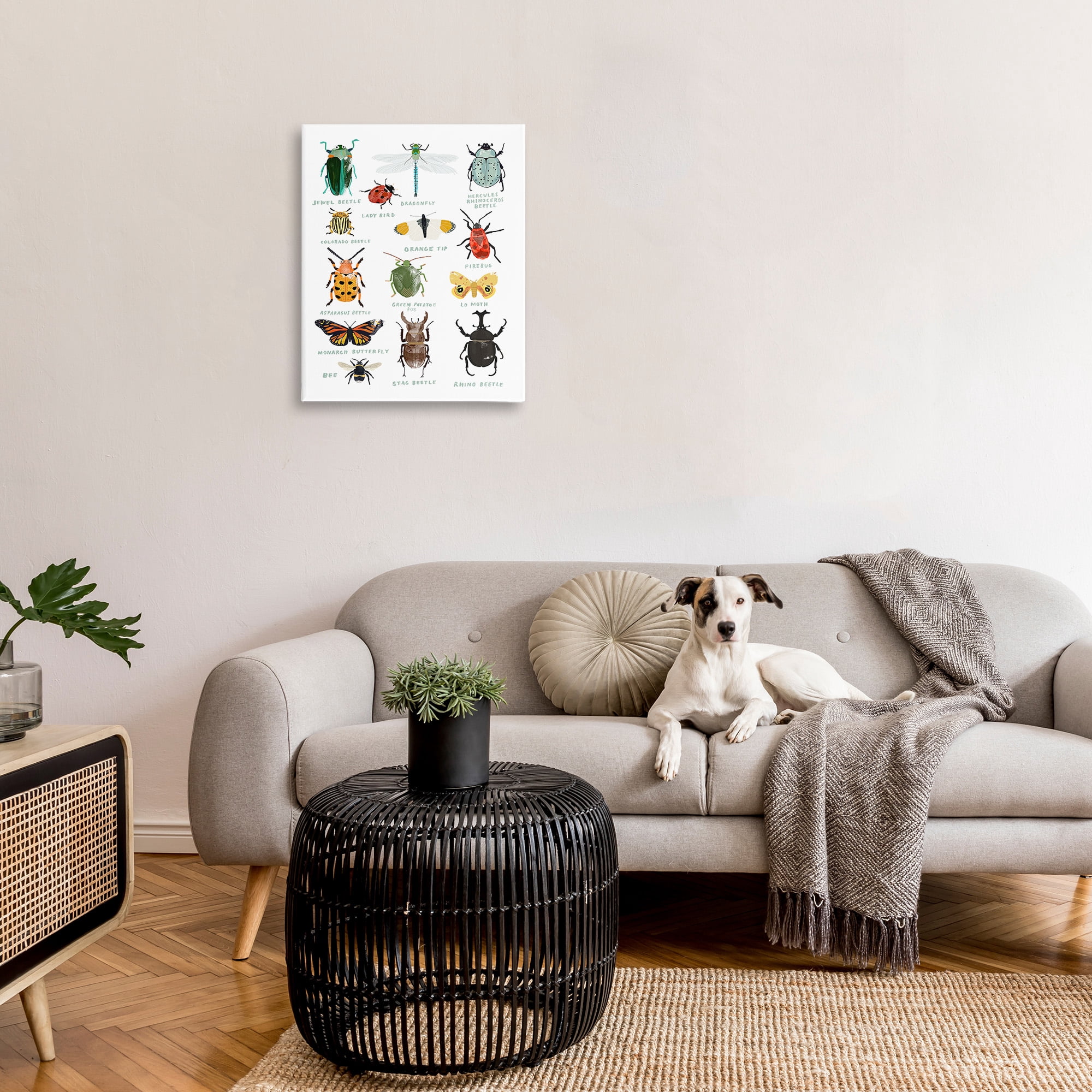 Stupell Industries Educational Bug Types Animals & Insects Painting Gallery Wrapped Canvas Art Print Wall Art, 24 x 30
