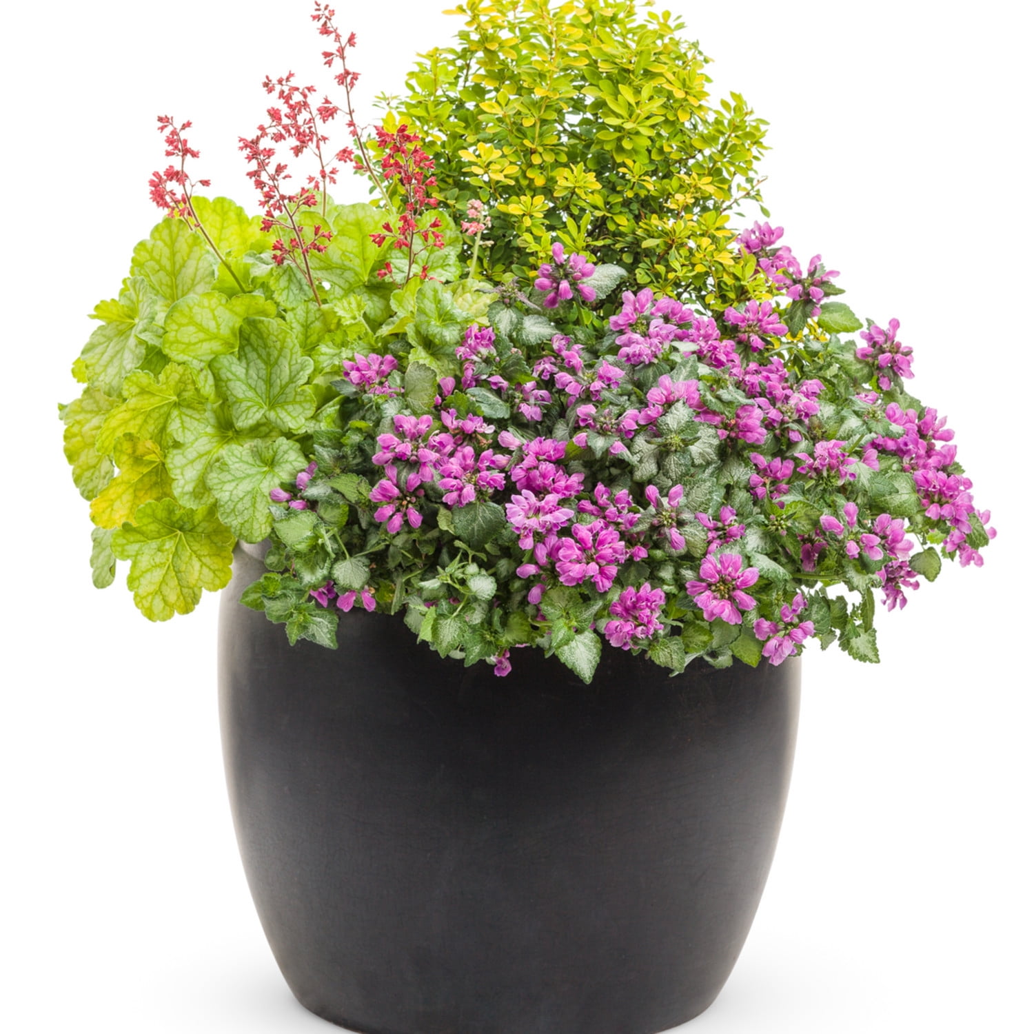Proven Winners 5" Purple Chablis Dead Nettle Live Plant in 4.5" Pot (4 Count)