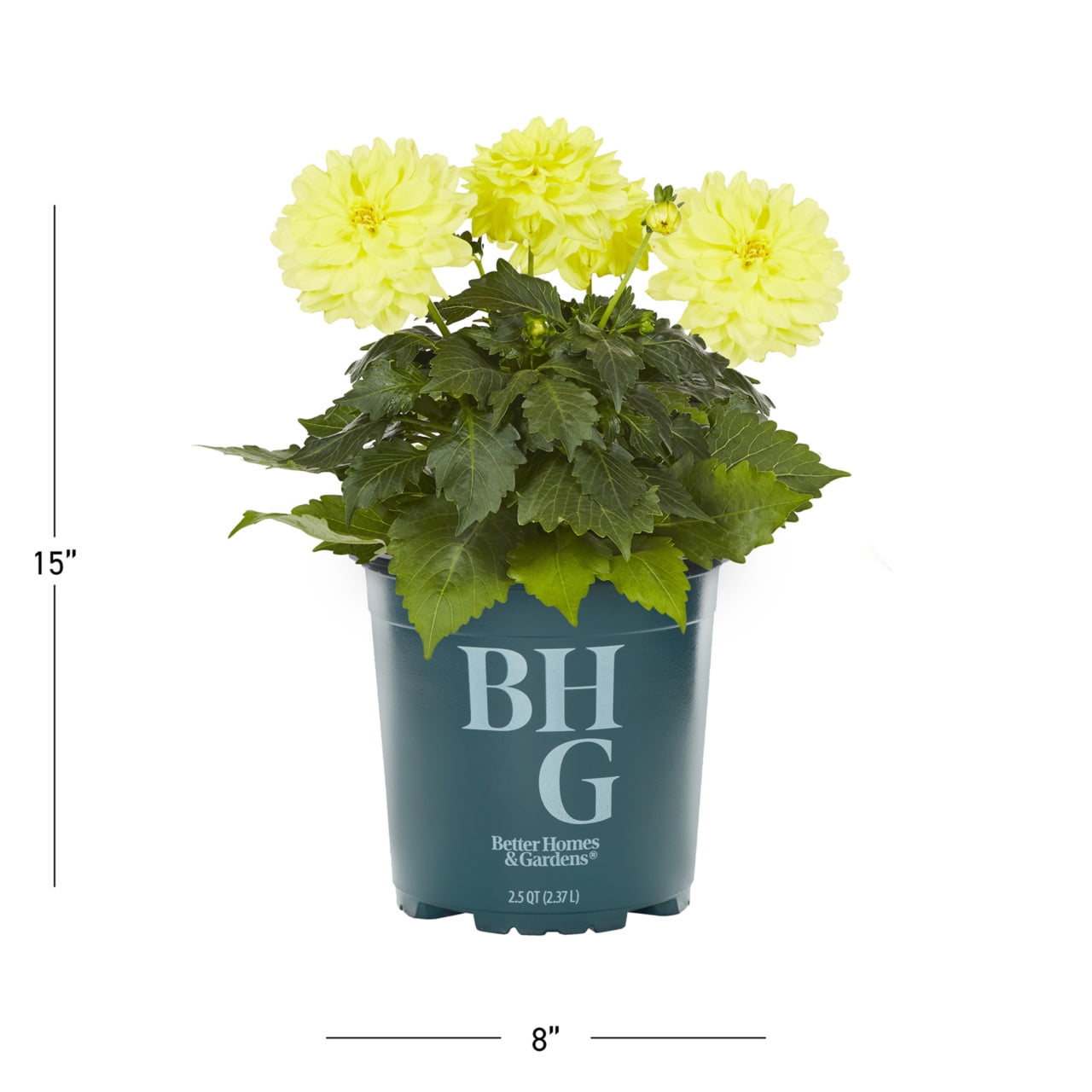 Better Homes & Gardens 2QT Yellow Dahlia Live Annual Plant Sun 3-Pack