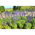 thumbnail image 3 of Earthcare Seeds - Blue Sage 500 Seeds (Salvia Farinacea) Heirloom - Open Pollinated, 3 of 5