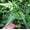 1 Plant, variant on East Indian Holly Fern - Live Plant in a 4 Inch Grower's Pot - Arachniodes Simplicior - Exotic Easy Care Textured Ferns from Florida