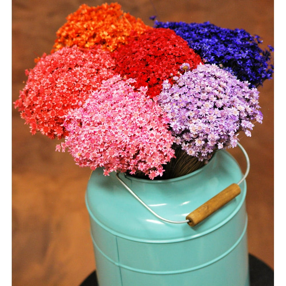 Dried Star flower Dyed Star flower 12in. / 18in. 34 oz bundle 1/4in