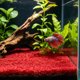 thumbnail image 1 of Tapete de Césped Artificial para Acuario: Sustrato Vegetal Denso y Realista para El Paisajismo de Peceras | Decoración de Césped Acuático Simulado, No Se Desprende, Tapete de Plástico Suave Seguro pa, 1 of 7