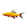 GloFish® Shark Add-On 1ct Live Fish Assortments