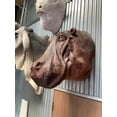 thumbnail image 3 of Gray Hippo Head Life Size Statue, 3 of 5
