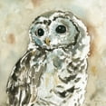 thumbnail image 2 of Robinson, Carol 15x15 Gold Ornate Wood Framed with Double Matting Museum Art Print Titled - Woodland Owl, 2 of 4