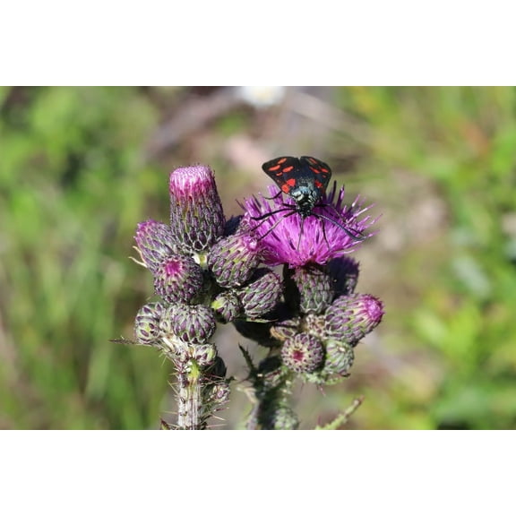 CZ Grain 100 Swamp Thistle Cirsium Muticum Plant Seeds