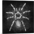 thumbnail image 1 of ARTCANVAS Tarantula Spider Black White Canvas Art Print - Size: 36" x 36" (1.50" Deep), 1 of 9