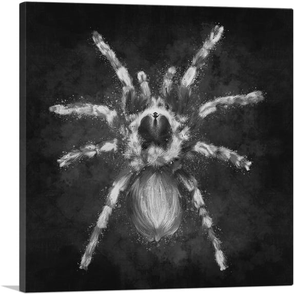 ARTCANVAS Tarantula Spider Black White Canvas Art Print - Size: 36" x 36" (1.50" Deep)