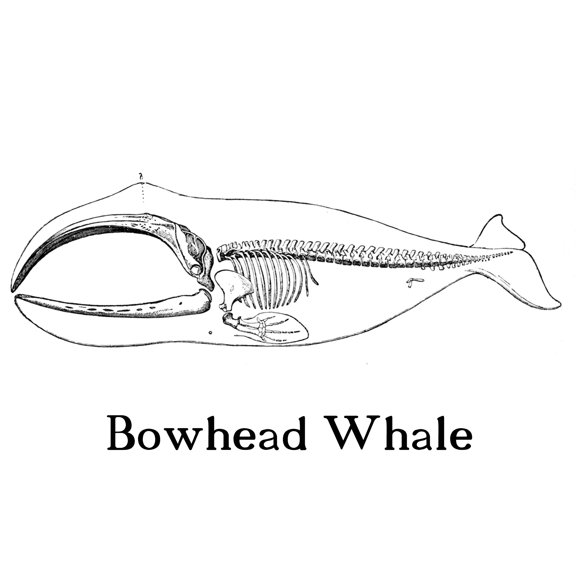 24x36 gallery poster, Skeleton of a bowhead whale, notice the vestigial pelvis Richard Lydekker, 1894