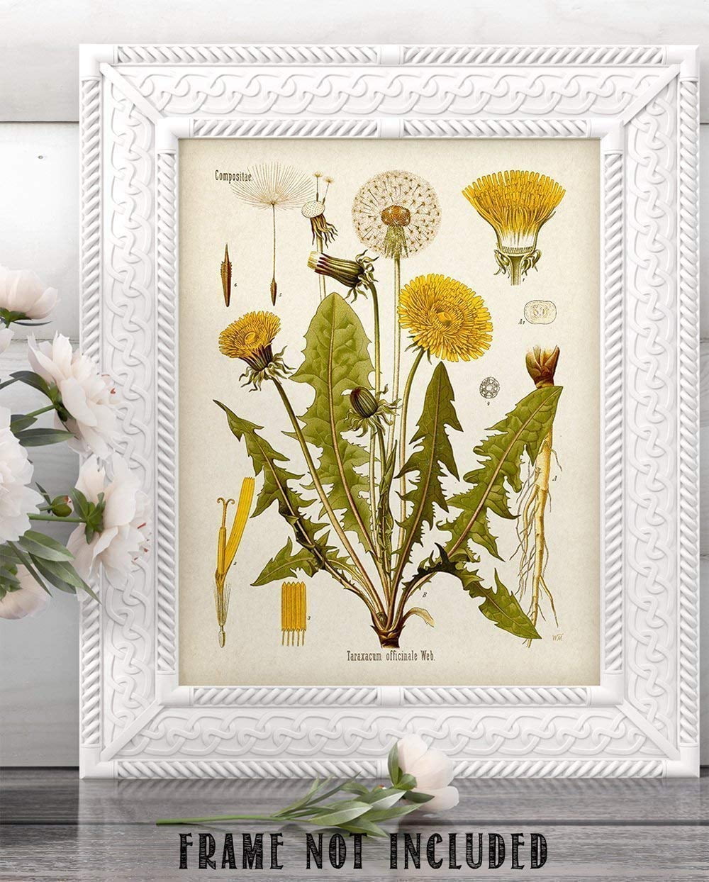 ポスター アート Dandelion Tilt（ジェニー クラフト） 額装品 アルミ製ハイグレードフレーム Dandelion Tilt (khaki)\u0027 Art - Jenny Kraft |