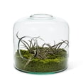 thumbnail image 3 of Terrarium avec Trou/ Pot, 3 of 4