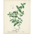 thumbnail image 2 of Unknown  15x18 White Modern Wood Framed Museum Art Print Titled - Antique Herbs IX, 2 of 4