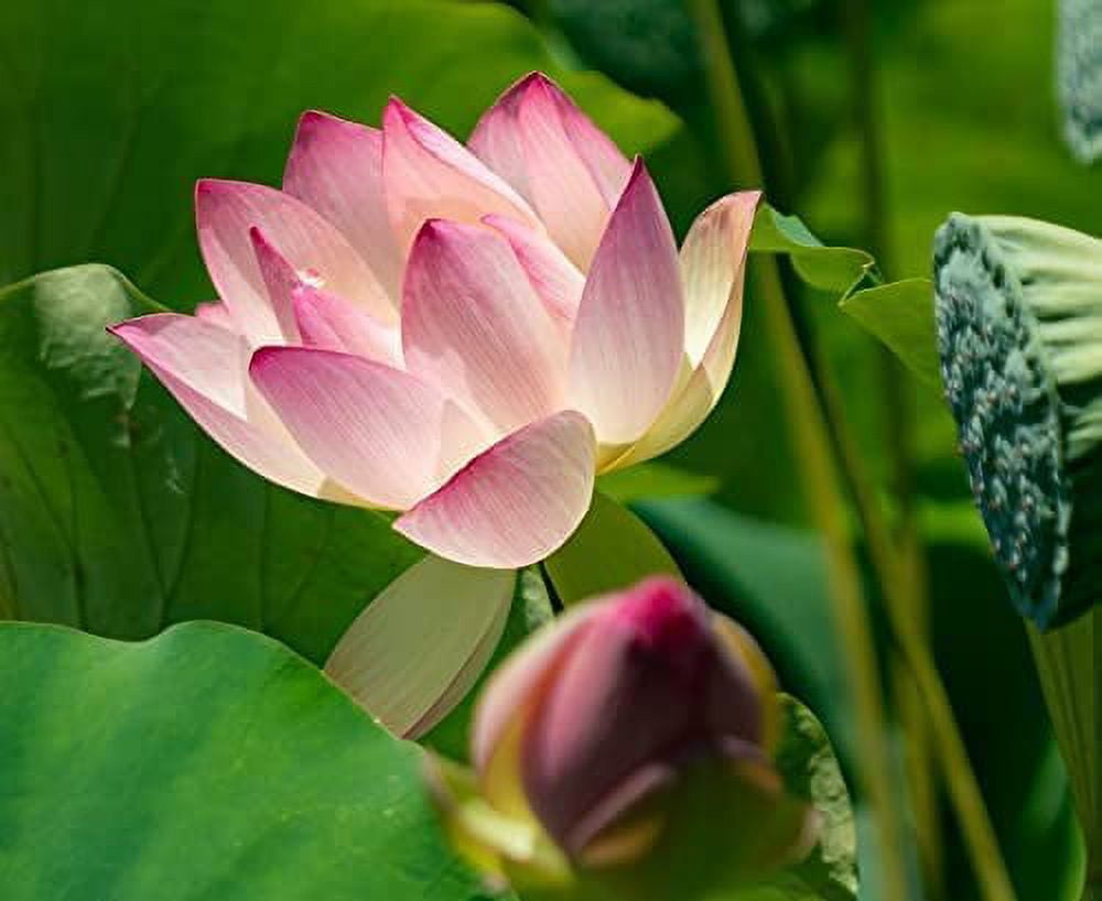 CZ Grain 30 Lotus Seeds Plant Seeds, Exotic Aquatic Flower