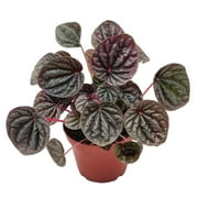 Red Emerald Ripple Peperomia, Emerald Ripple Pepper, Red Platinum, Ivy-Leaf Peperomia, Green Ripple, Peperomia caperata Yunck, 4 inch