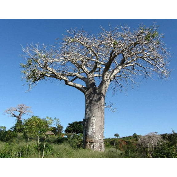 Adansonia Digitata - Baobab Tree - Rare Exotic Tree jocad (5 Seeds)