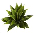thumbnail image 1 of Agave Plante Succulente 17 (Ensemble de 2), 1 of 1
