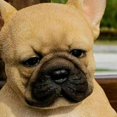 thumbnail image 2 of Estatua De Cachorro De Bulldog Francés Soñoliento Jardín Mini Decoración De Jardín Linda,b, 2 of 5