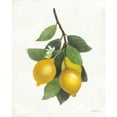 thumbnail image 3 of Hristova, Albena 20x24 Black Modern Framed Museum Art Print Titled - Lemon Branch III, 3 of 5