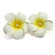 thumbnail image 2 of Pasamontañas con pinza para el pelo de espuma para mujer, 3 uds., hawaiana, flor de Plumeria blanca, para playa ER, 2 of 5